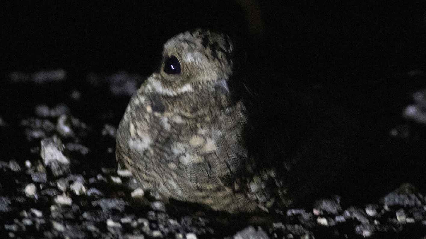 Eurasian Nightjar